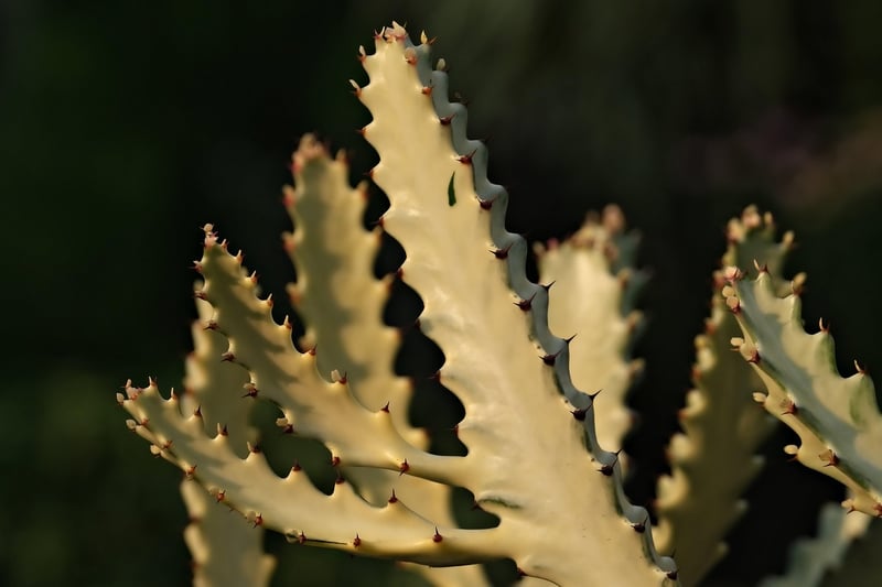 Desert Garden