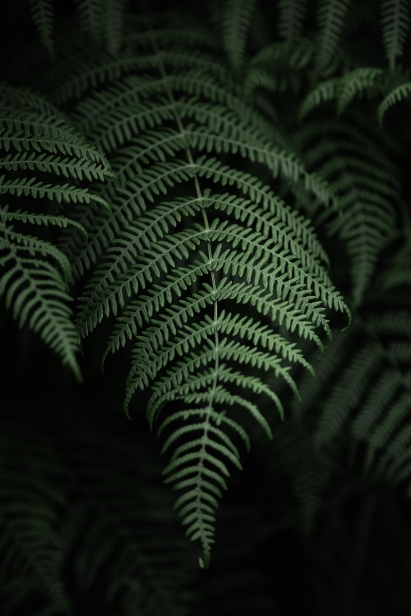 Lush Tropical Oasis